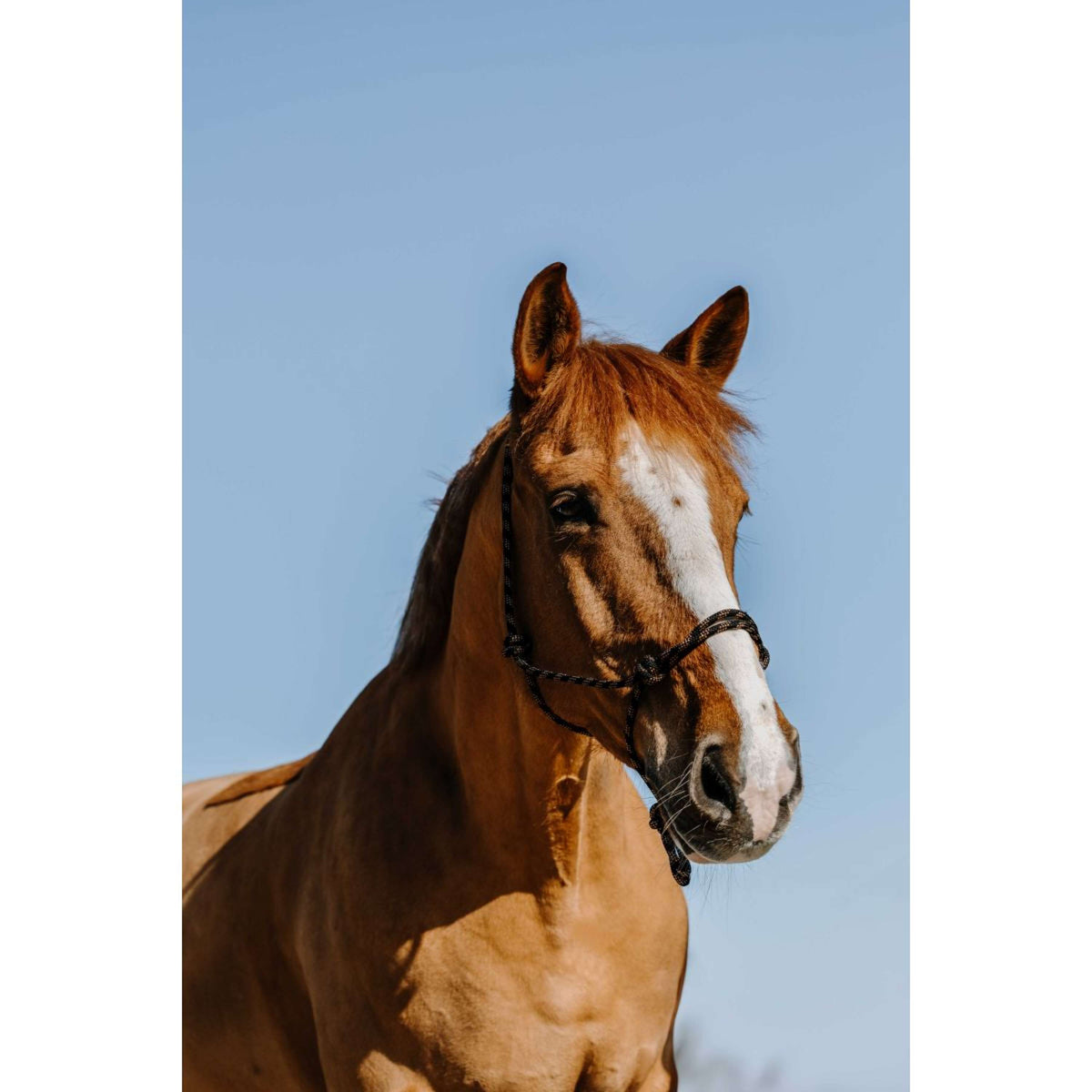 Westride Capezzina Western Nero