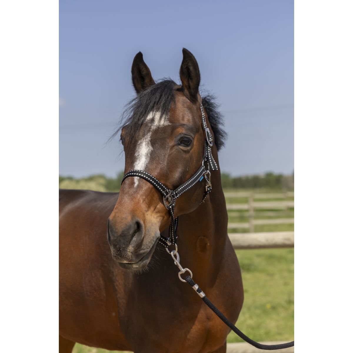 Norton Capezzina Grooming Nero