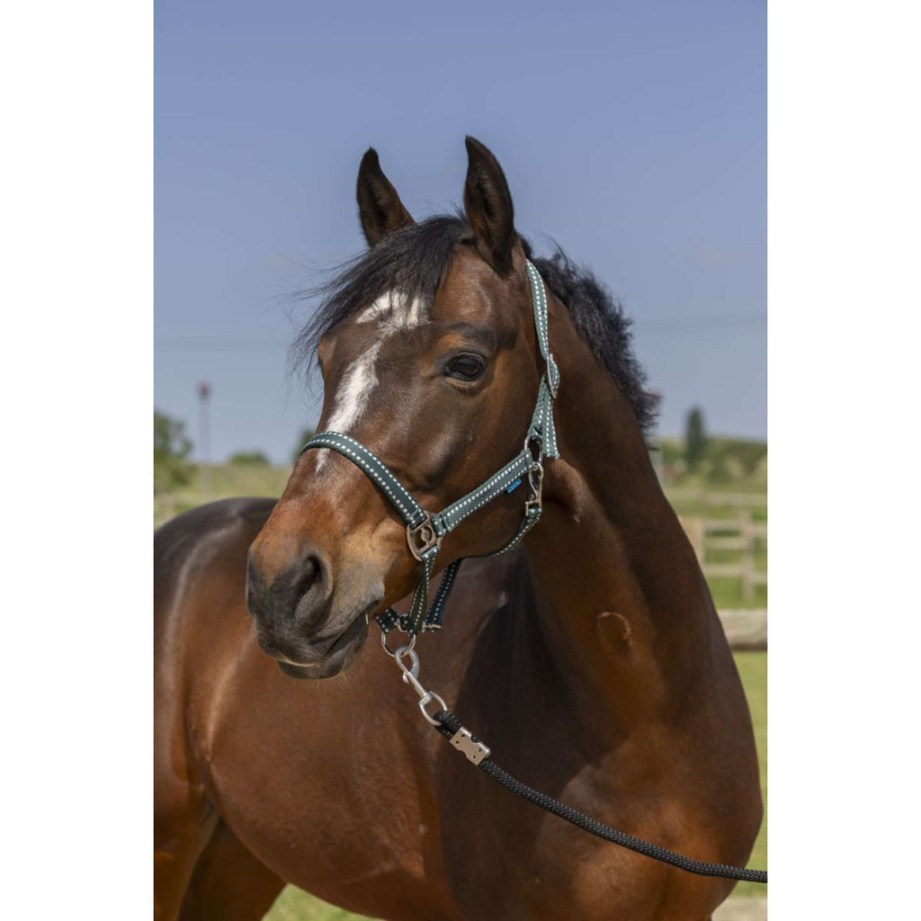 Norton Capezza Grooming Verde scuro