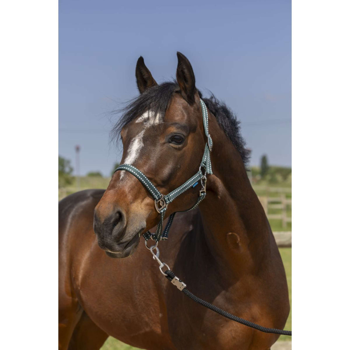 Norton Capezzina Grooming Verde scuro