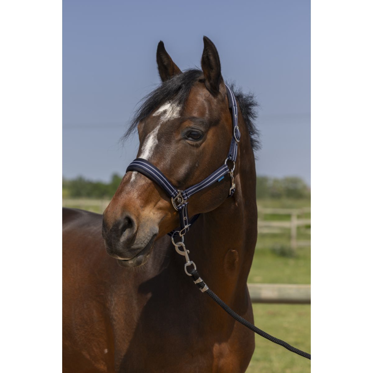 Norton Capezzina 4Lines Navy