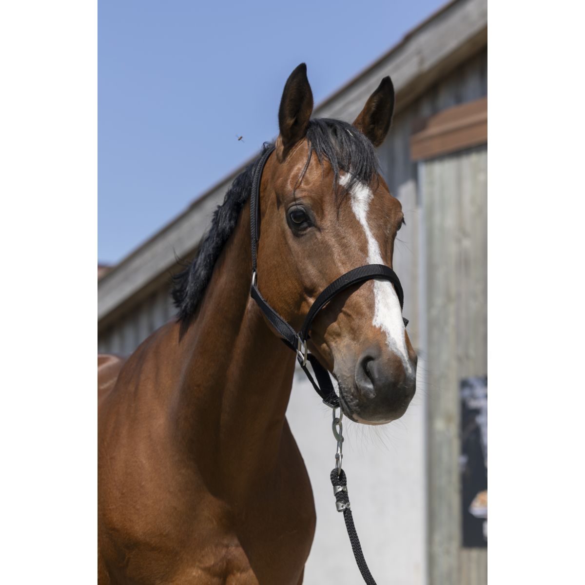 Norton Capezzina Satine Nero