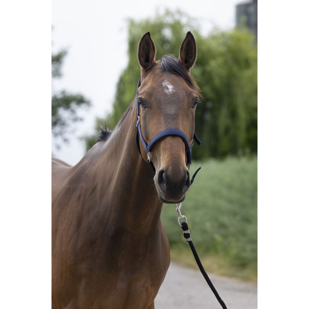 Norton Capezzina Satine Navy