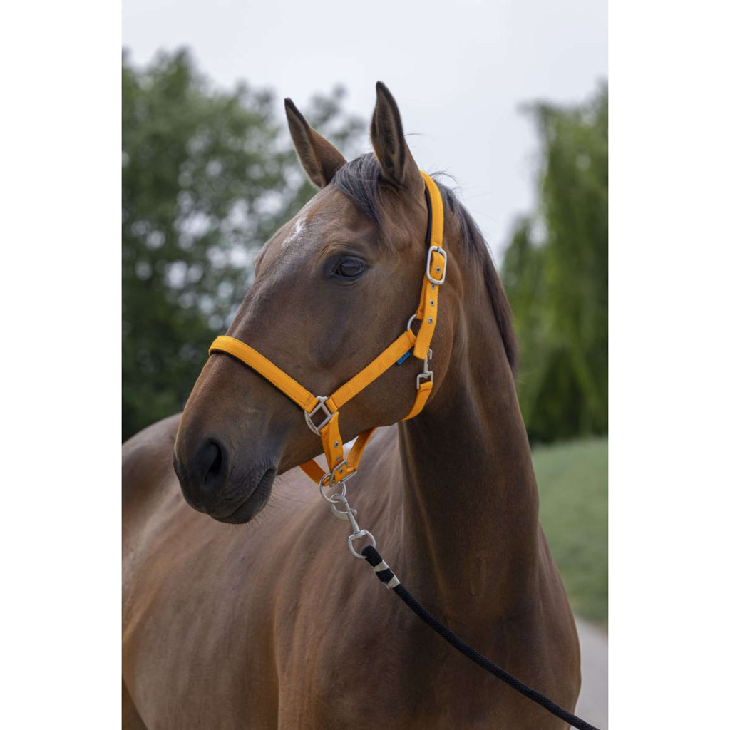 Norton Capezza Satine Arancia