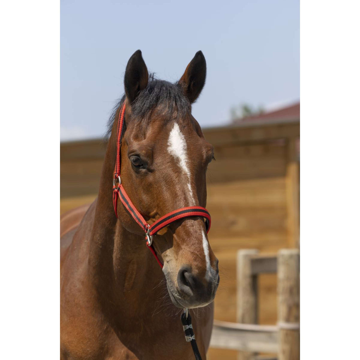 Norton Capezzina Satine Rosso/Nero