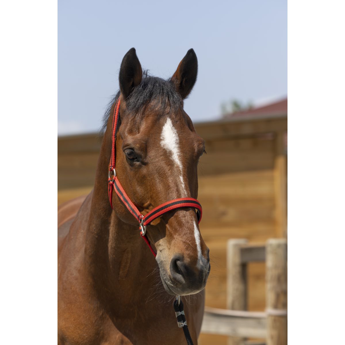 Norton Capezzina Satine Rosso/Nero