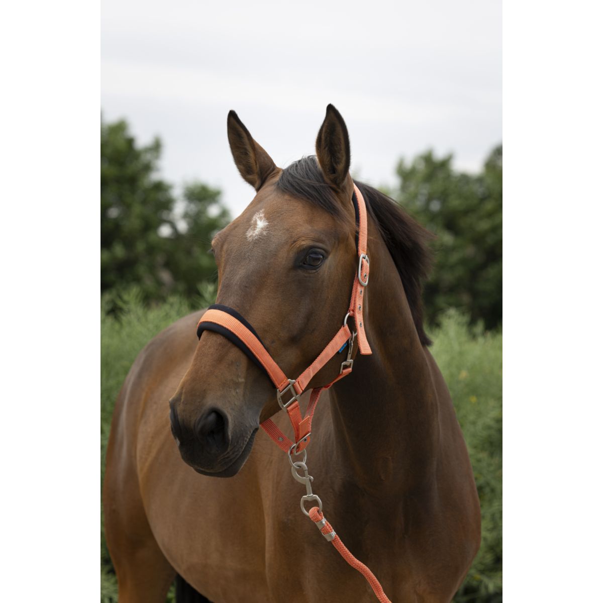 Norton Set Cavezza Large Corallo