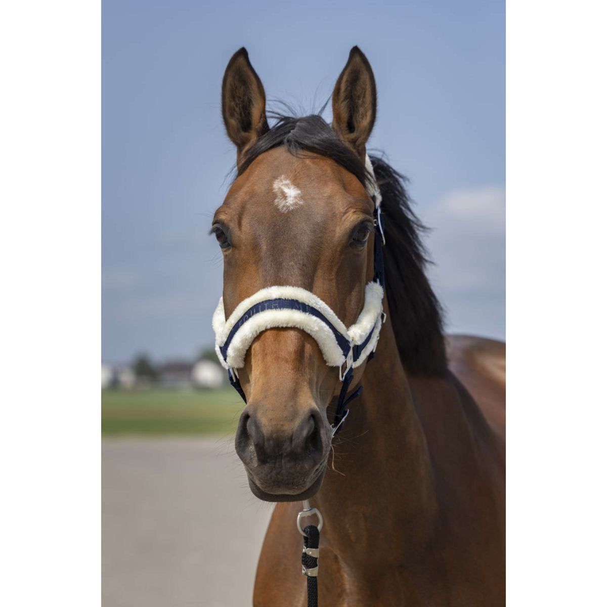 EQUITHÈME Capezzina Mouton Blu marino/bianco