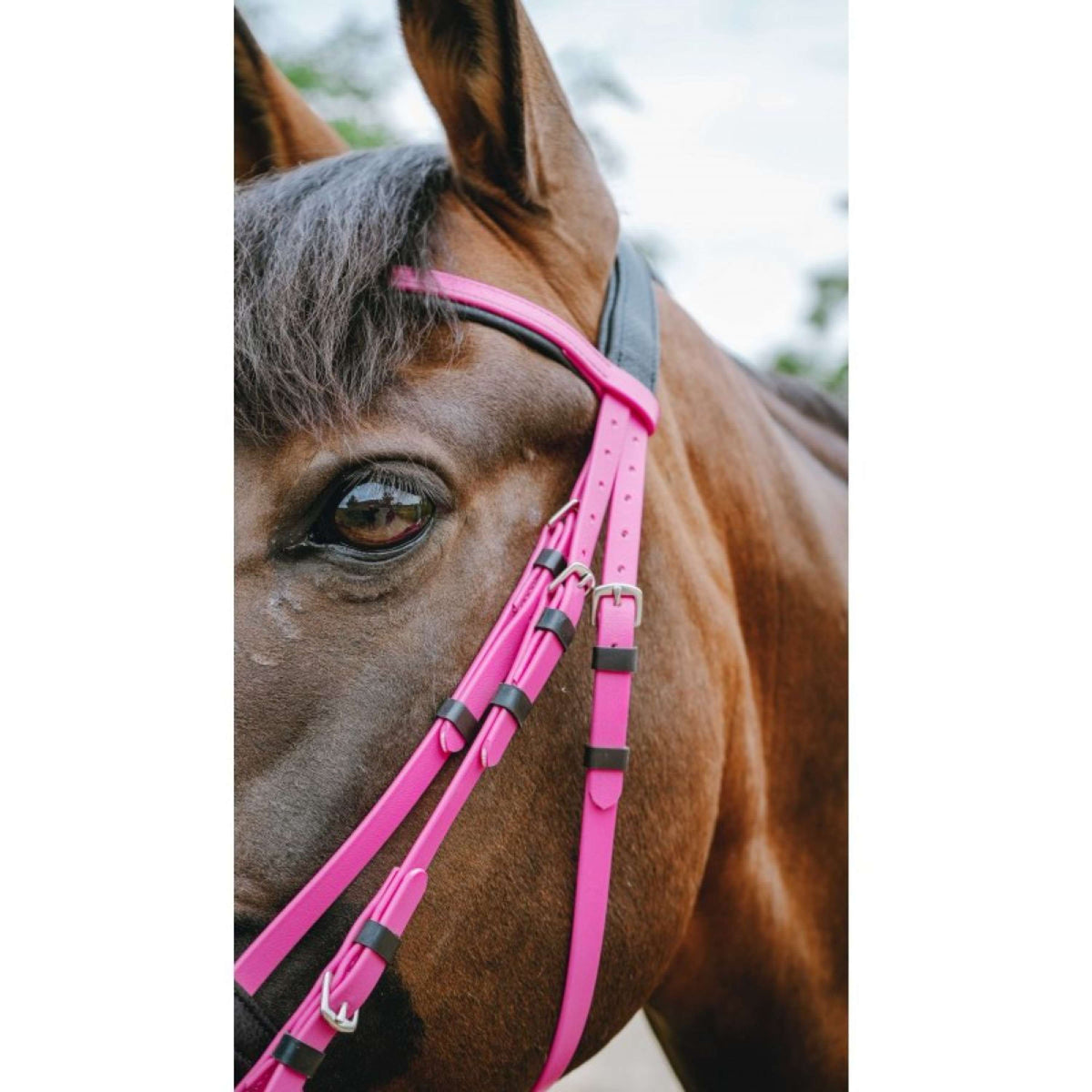 Norton Briglia Endurance Rosa