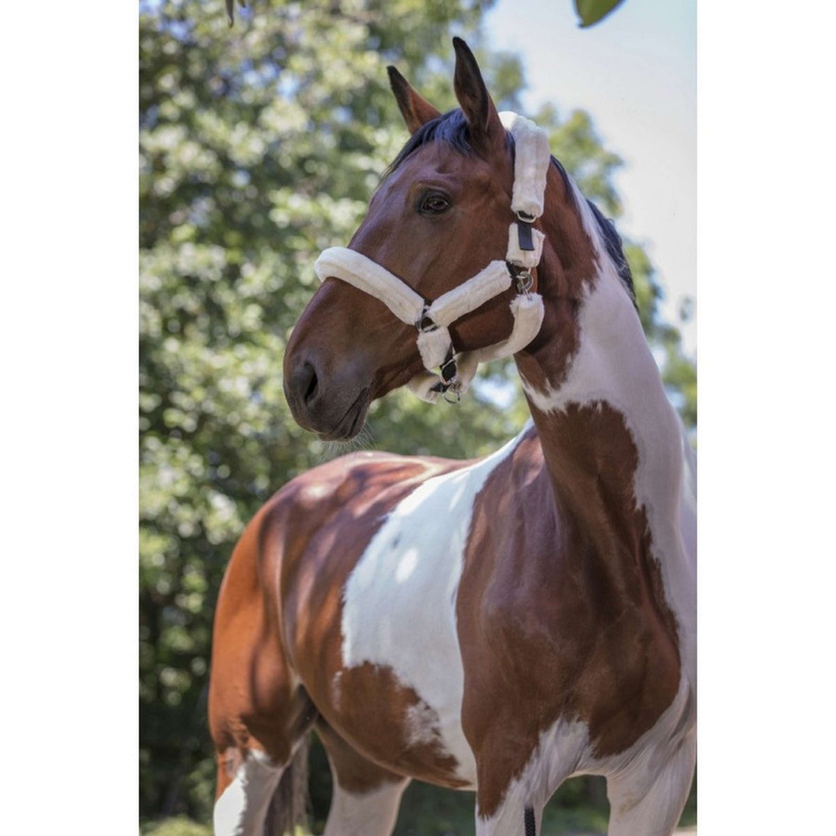 Norton Capezzina Ecru/Cioccolato