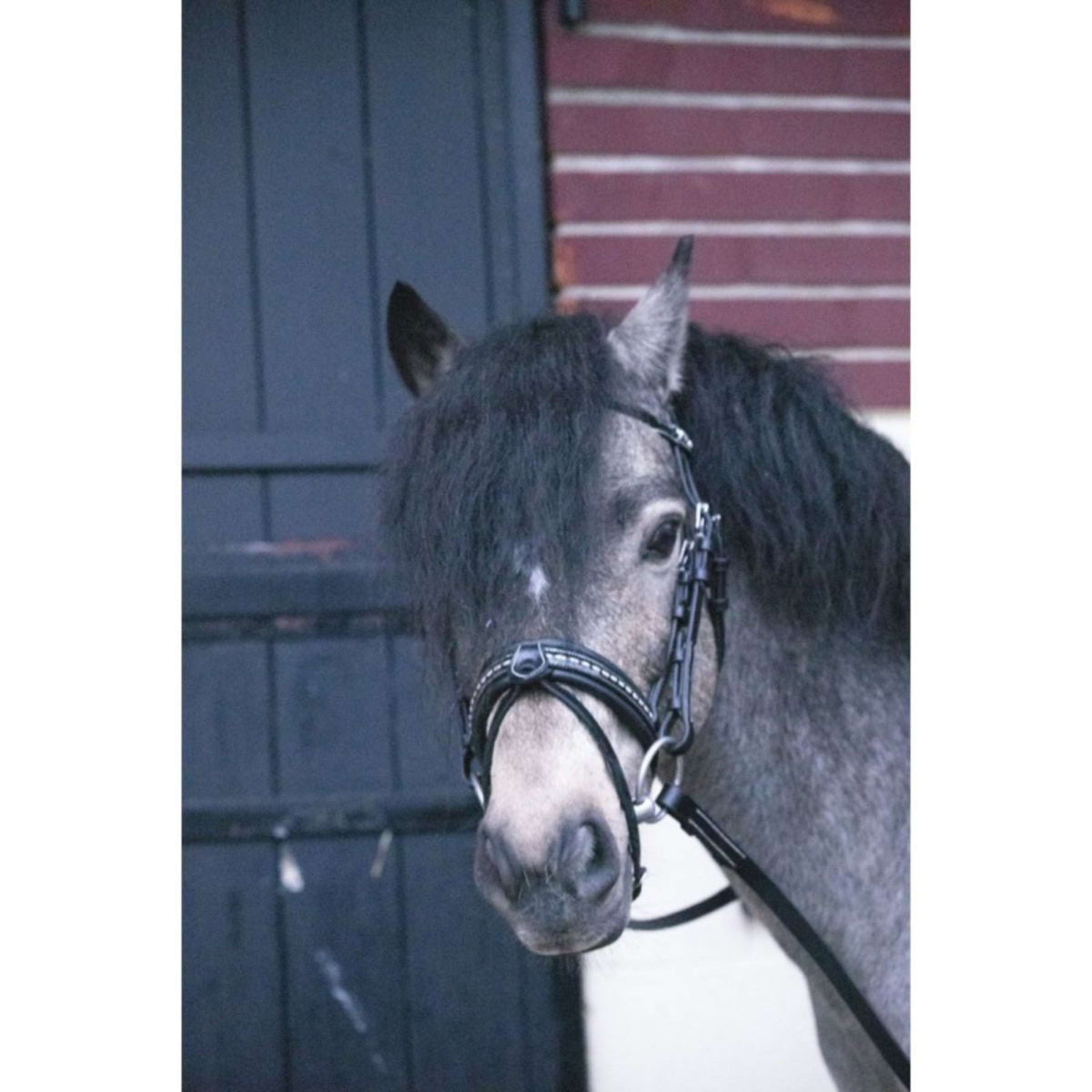 Eden by Pénélope Briglia Eden Nero