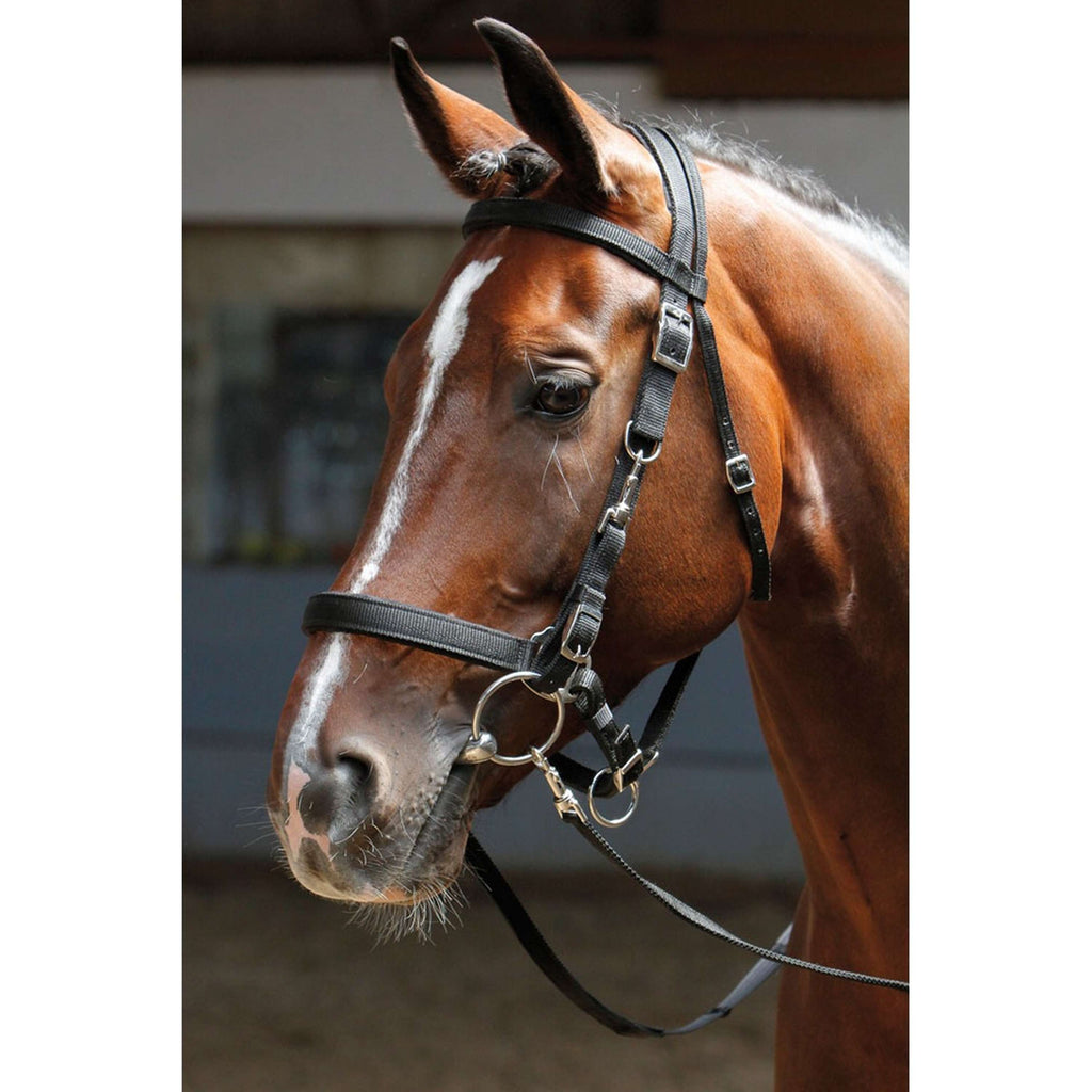 Harry's Horse Briglia/Capezzone Nero