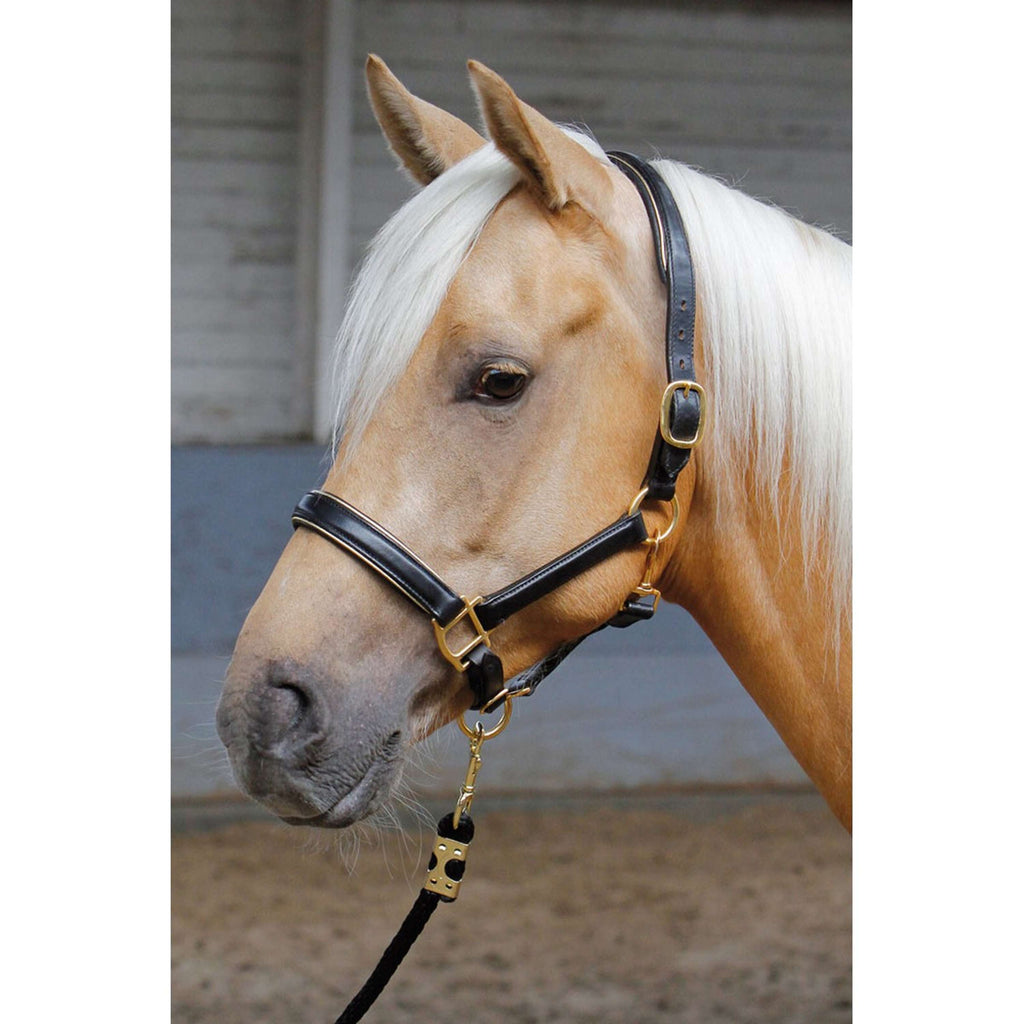 Harry's Horse Cavezza Pelle con Bordino Nero/oro