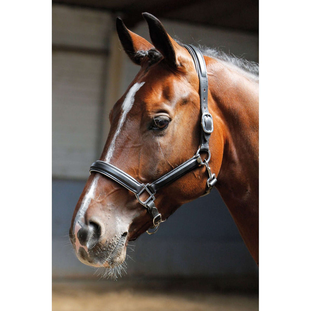 Harry's Horse Cavezza Pelle con Bordino Nero/Argento
