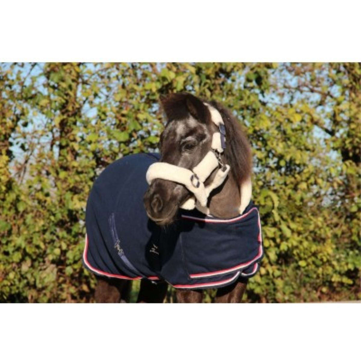HB Ruitersport Coperta da esposizione Dutch Crown Little Sizes Navy