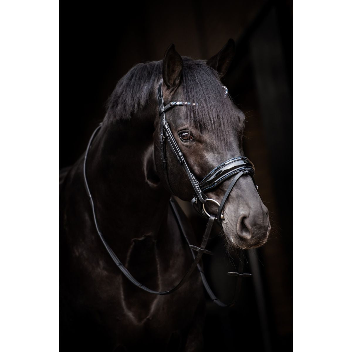 HB Briglia Showtime Evalira Blu/Nero