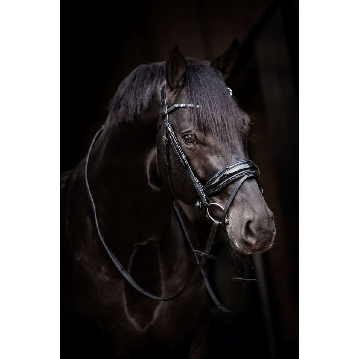 HB Briglia Showtime Evalira Blu/Nero