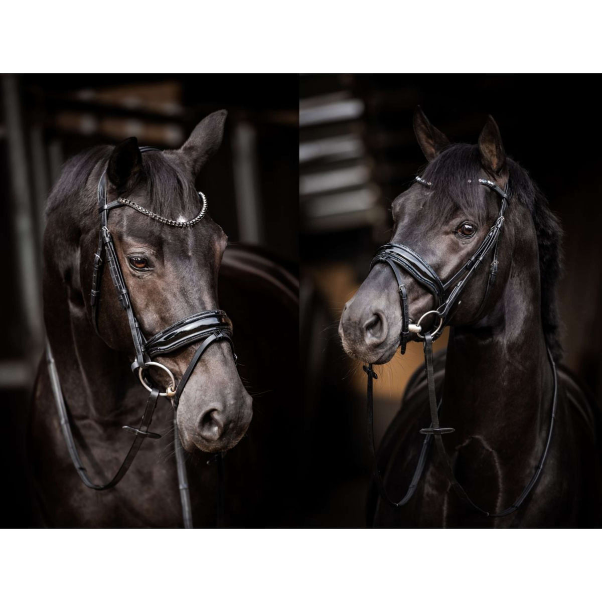 HB Briglia Showtime Evalira Nero