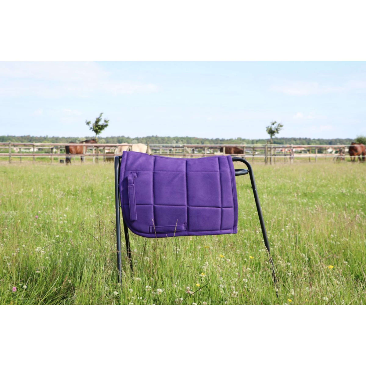 HB Ruitersport Sottosella Shetland Viola
