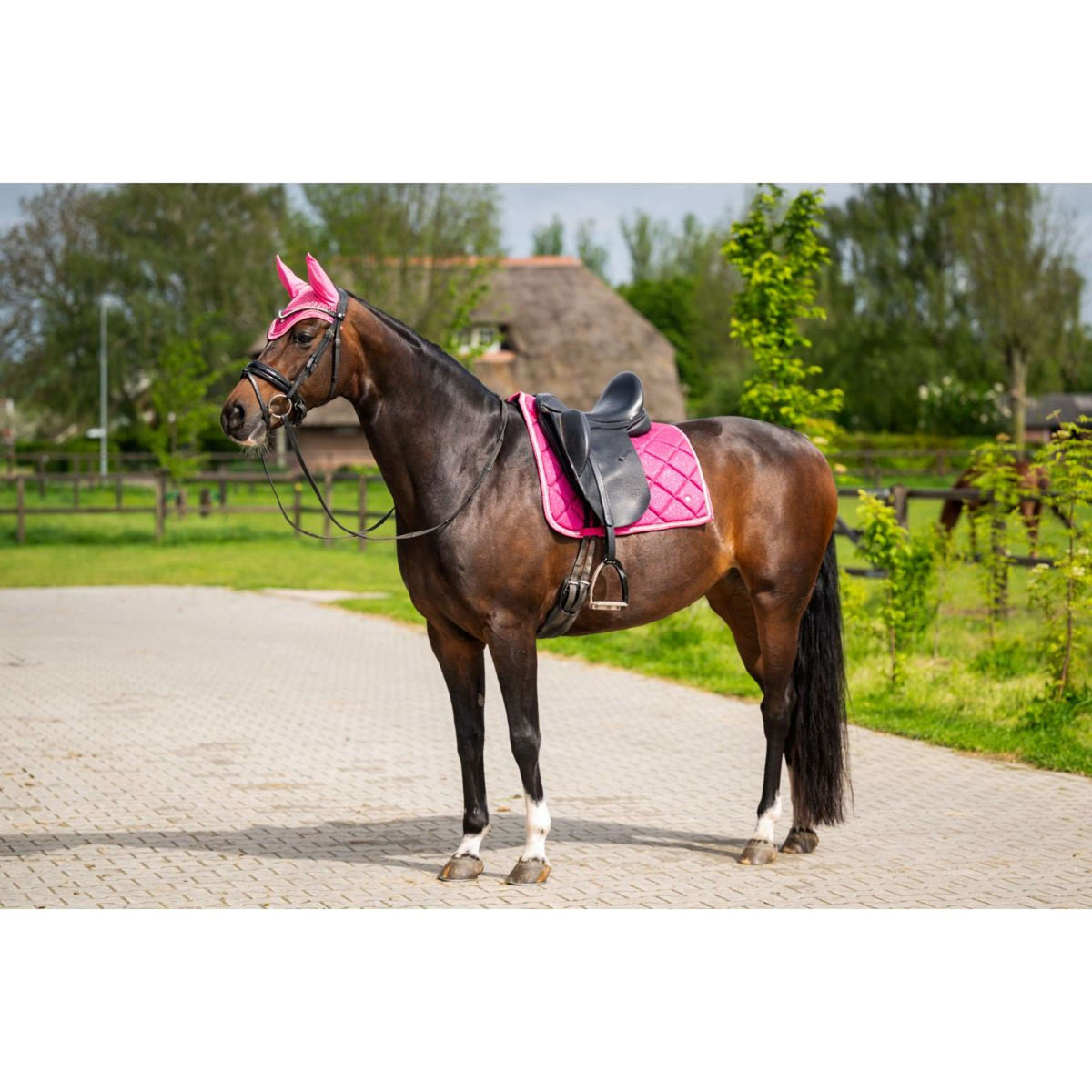 HB Ruitersport Sottosella Dressage Showtime Fucsia