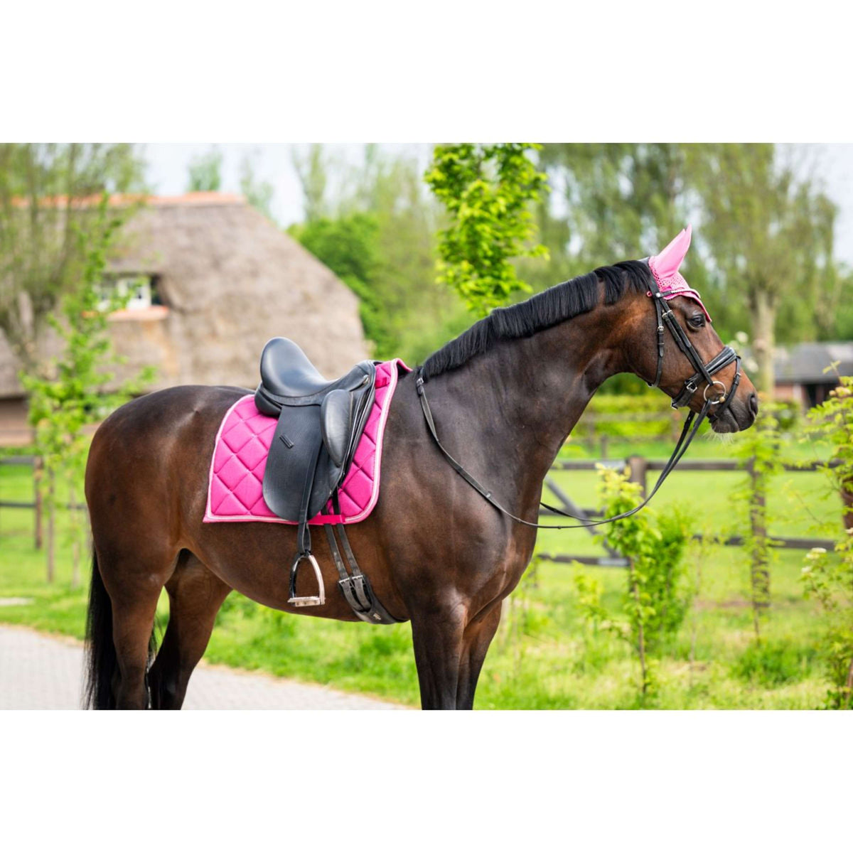 HB Ruitersport Sottosella Dressage Showtime Fucsia