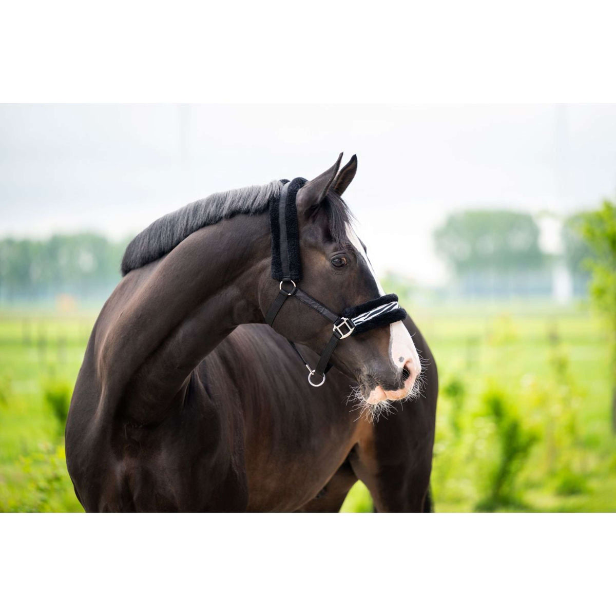 HB Ruitersport Capezzina Zebra Nero/Bianco