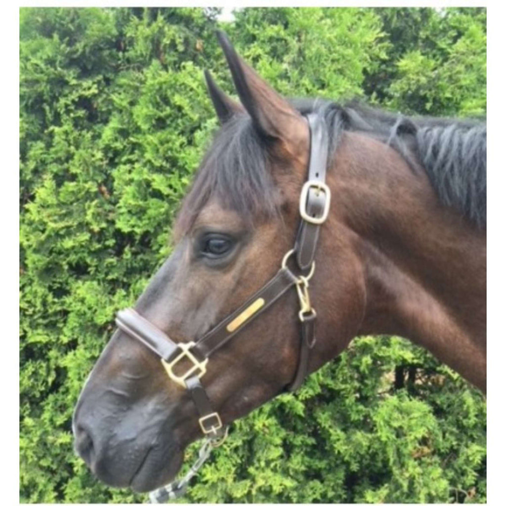 HB Cavezza Horse Name Pelle Marrone