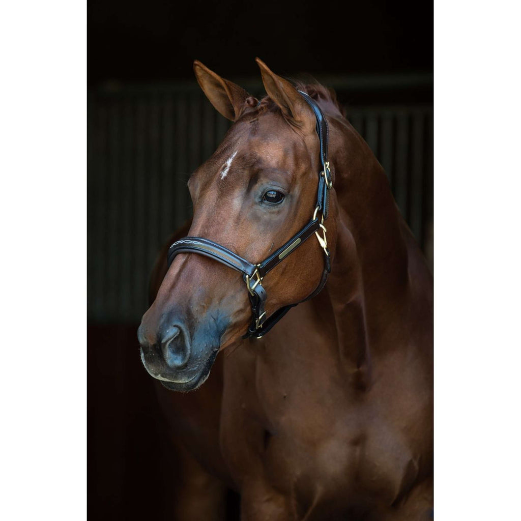 HB Cavezza Horse Name Pelle Nero
