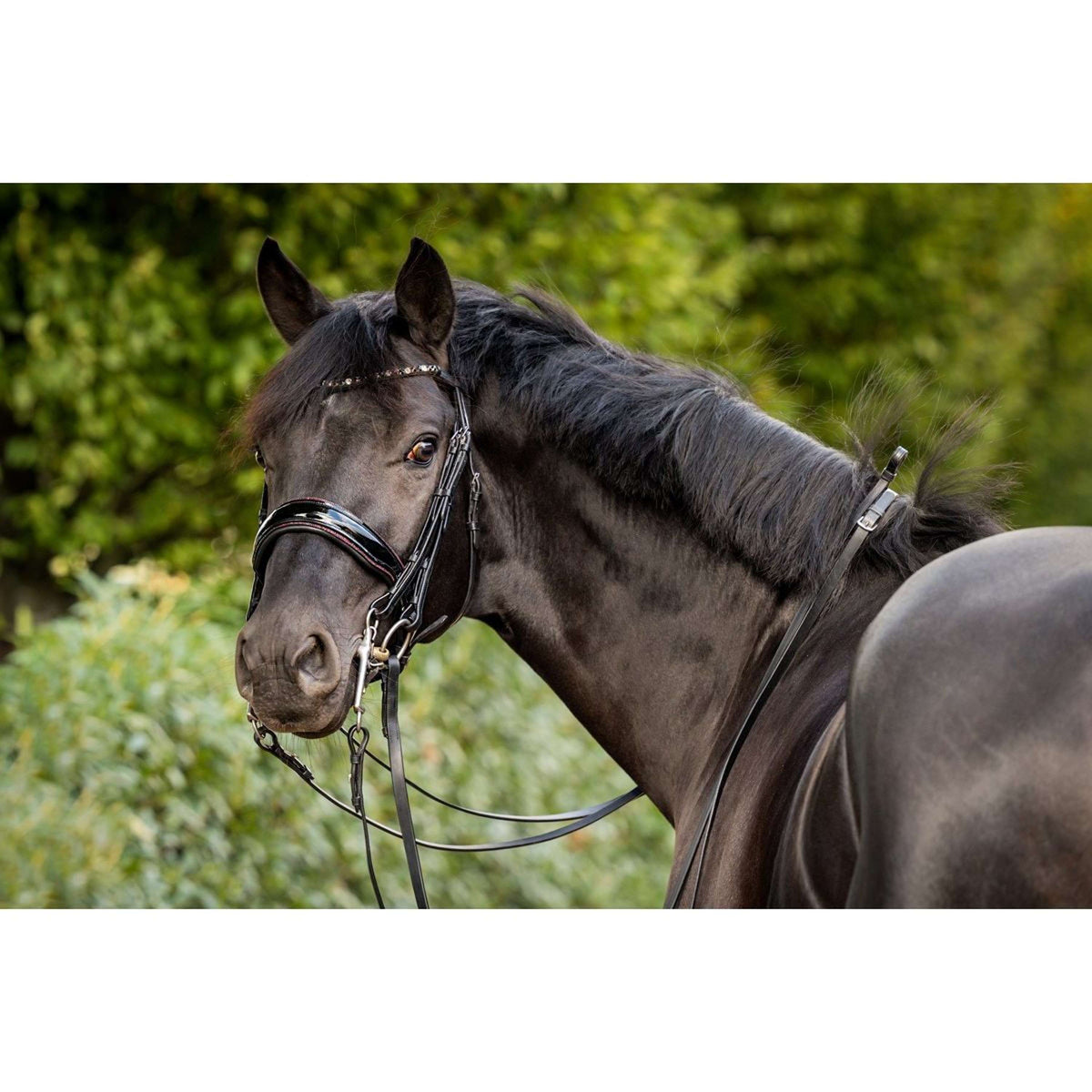 HB Ruitersport Briglia doppia Special for You Nero/Borgogna