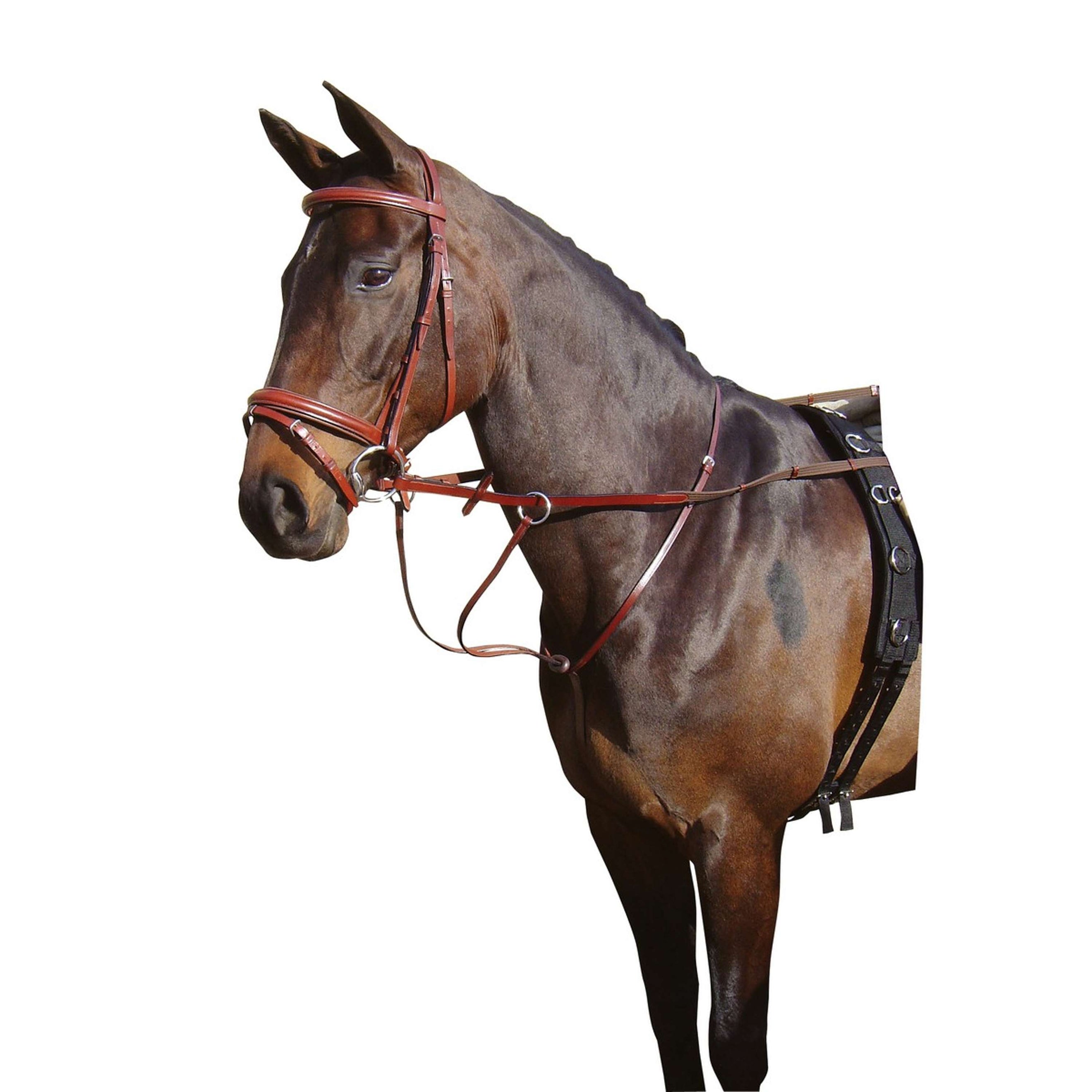 Harry's Horse Martingala Marrone