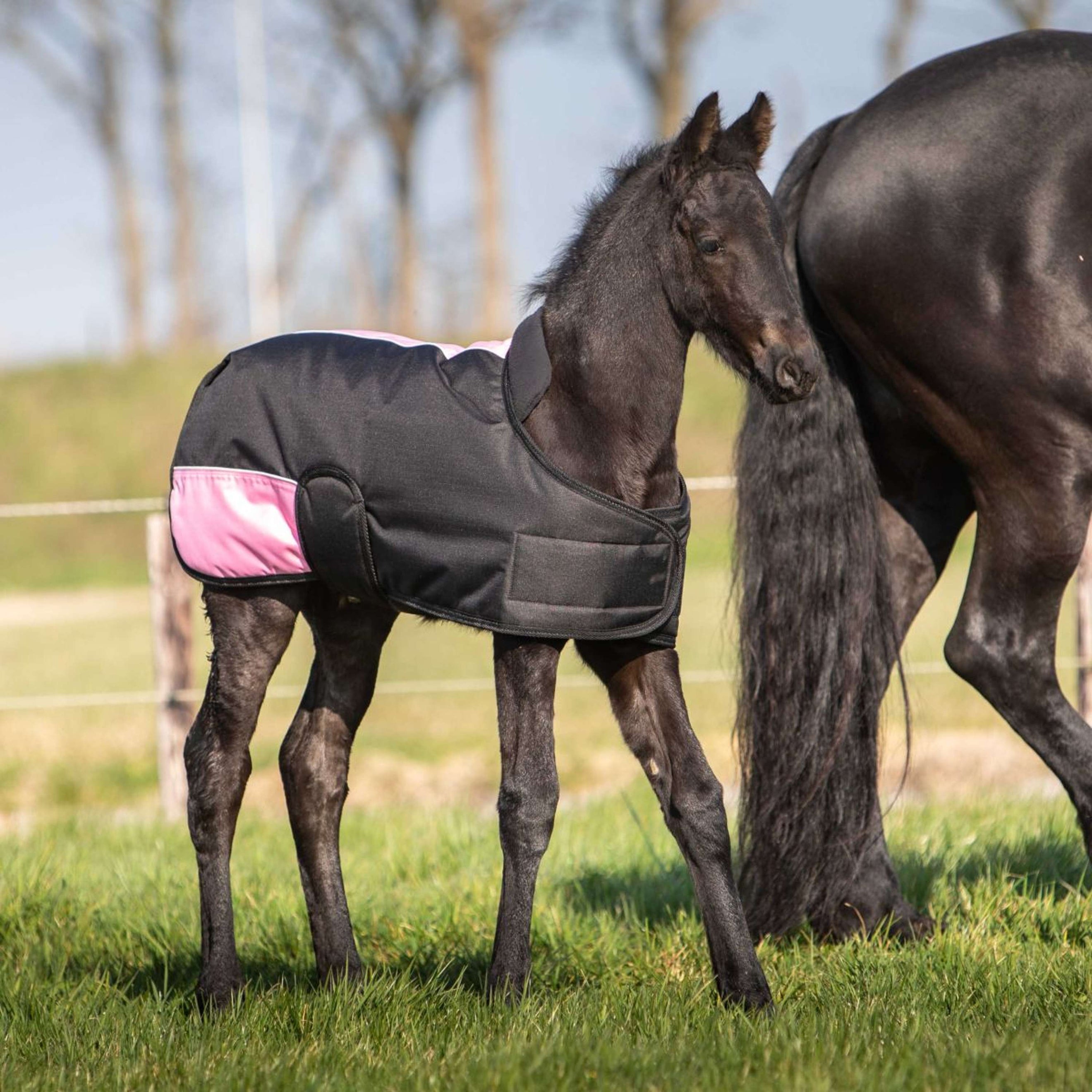 Harry's Horse Coperta per Puledro TwoTone Nero Harry's Horse Coperta per Puledro TwoTone Nero