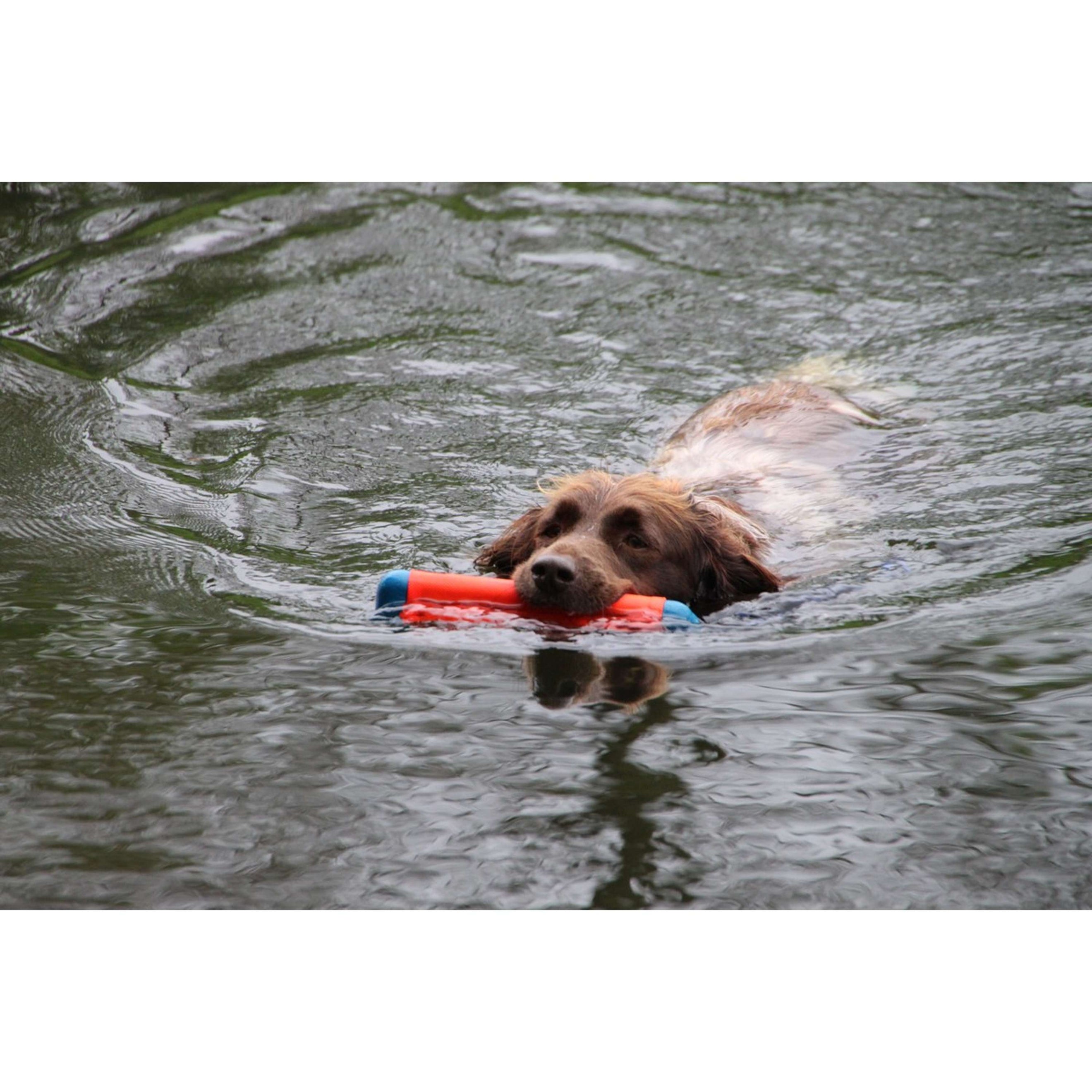 Chuckit Giocattoli da Addestramento Amphibious Bumper Chuckit Giocattoli da Addestramento Amphibious Bumper