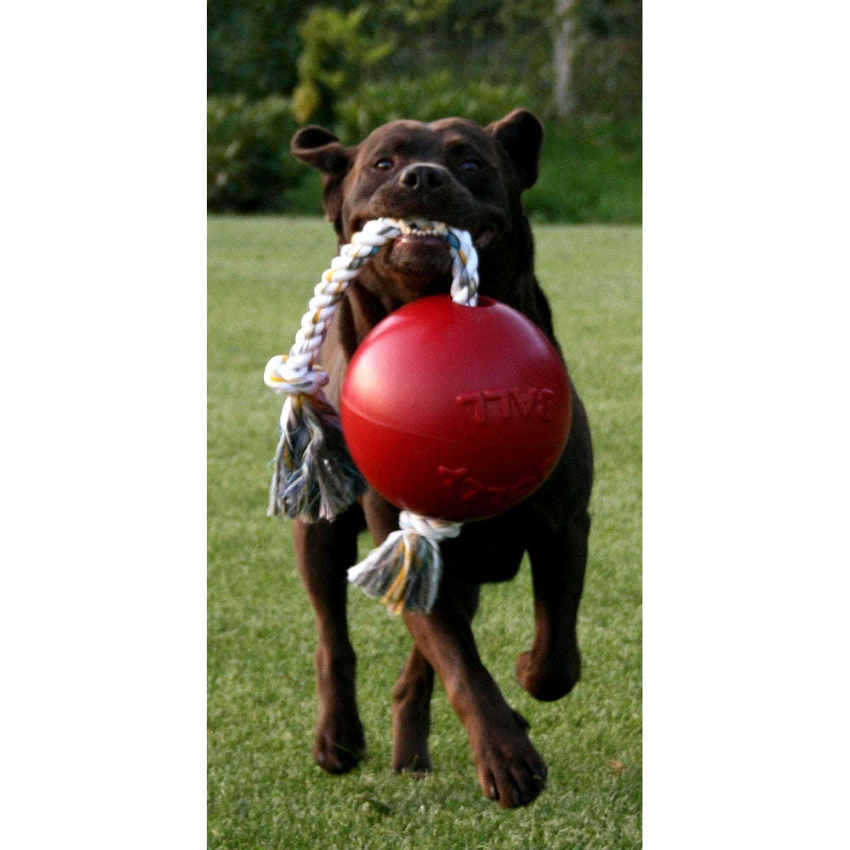 Jolly Ball Giocattolo per Cani Romp-n-Roll Baby Blu