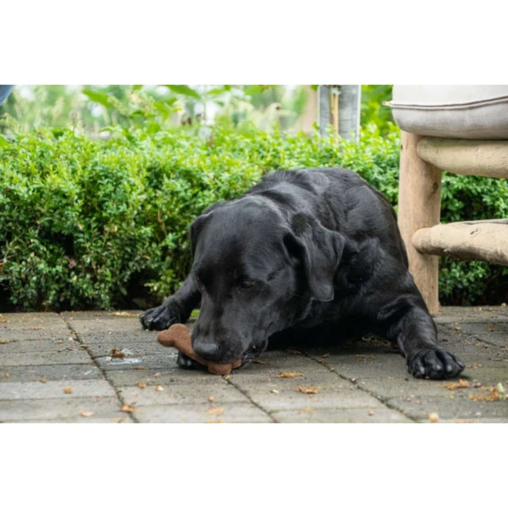 Bugbone Snack per Cani