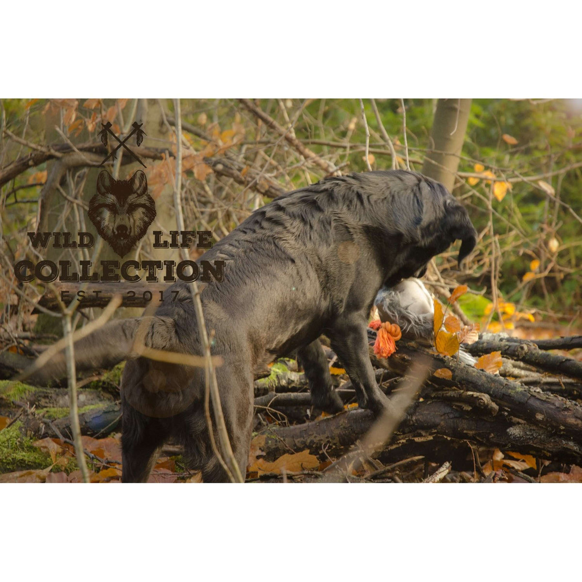 Wild Life Dog Piccione