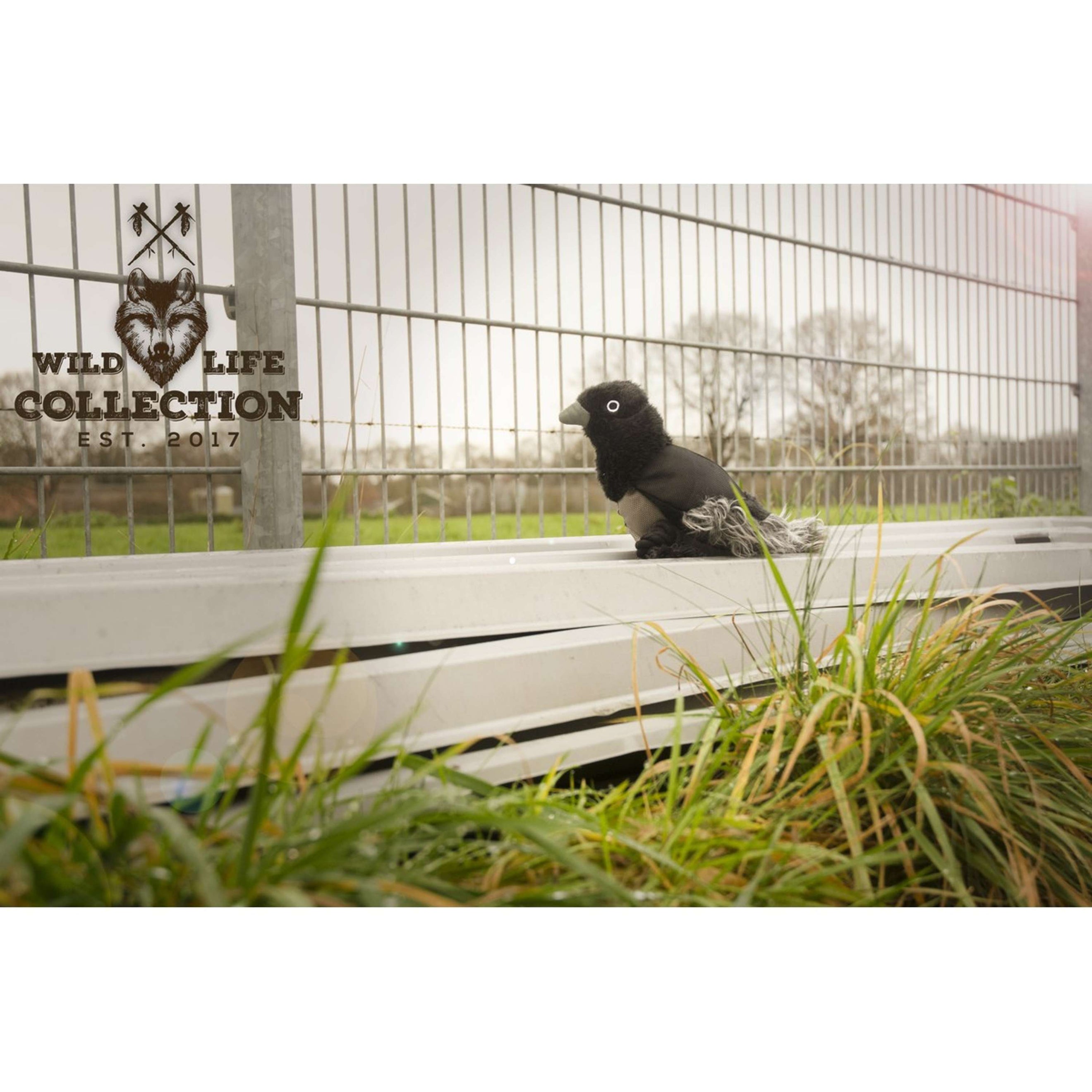 Wild Life Dog Raven Wild Life Dog Raven