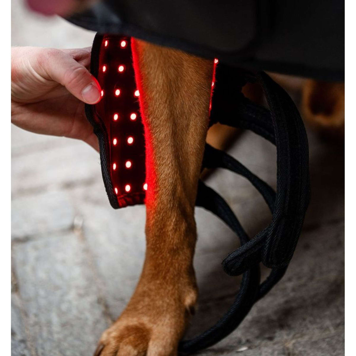 Horseware GUIDATO Red Light Therapy Pet Leg Wrap Nero