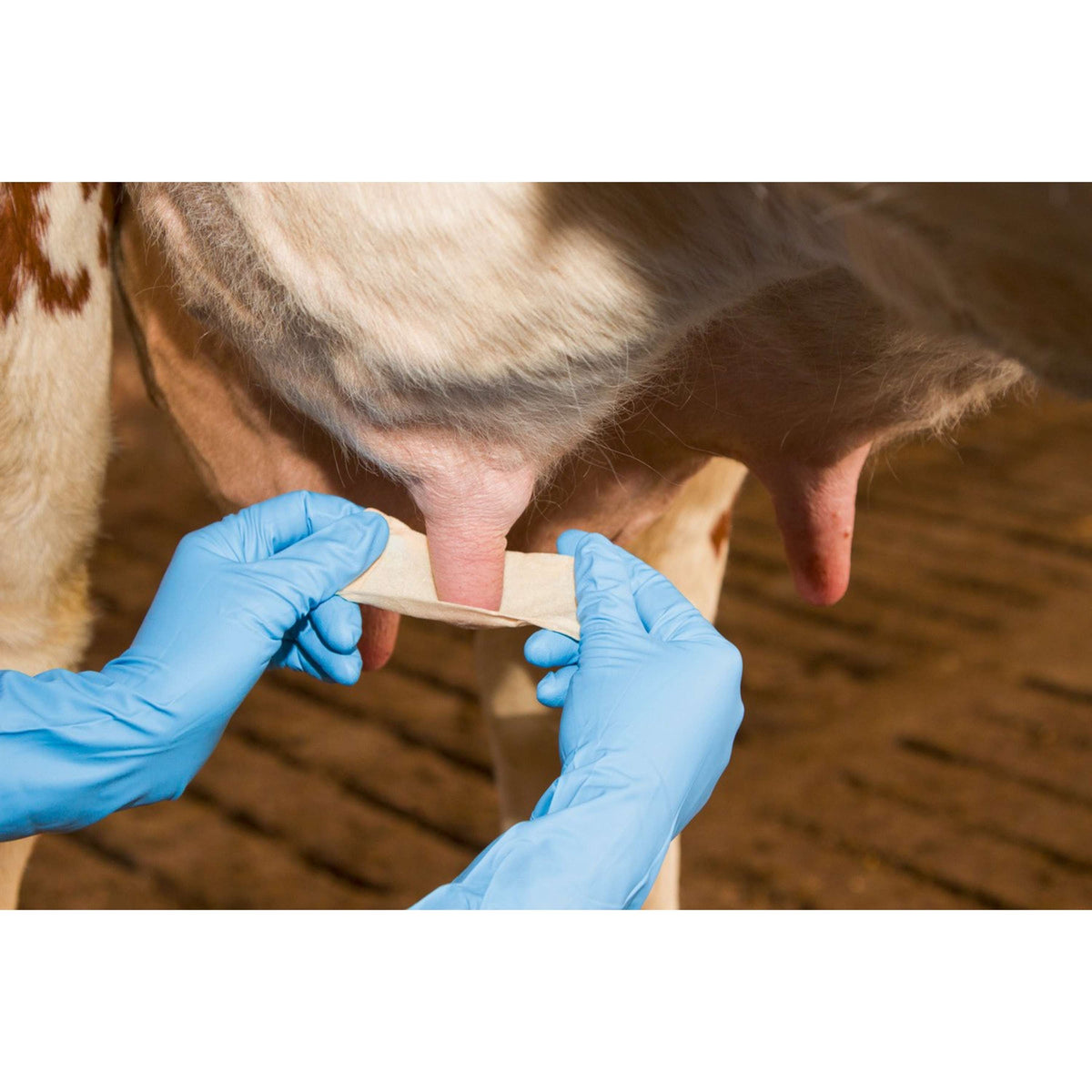 Kerbl Benda per capezzoli Udderosoft