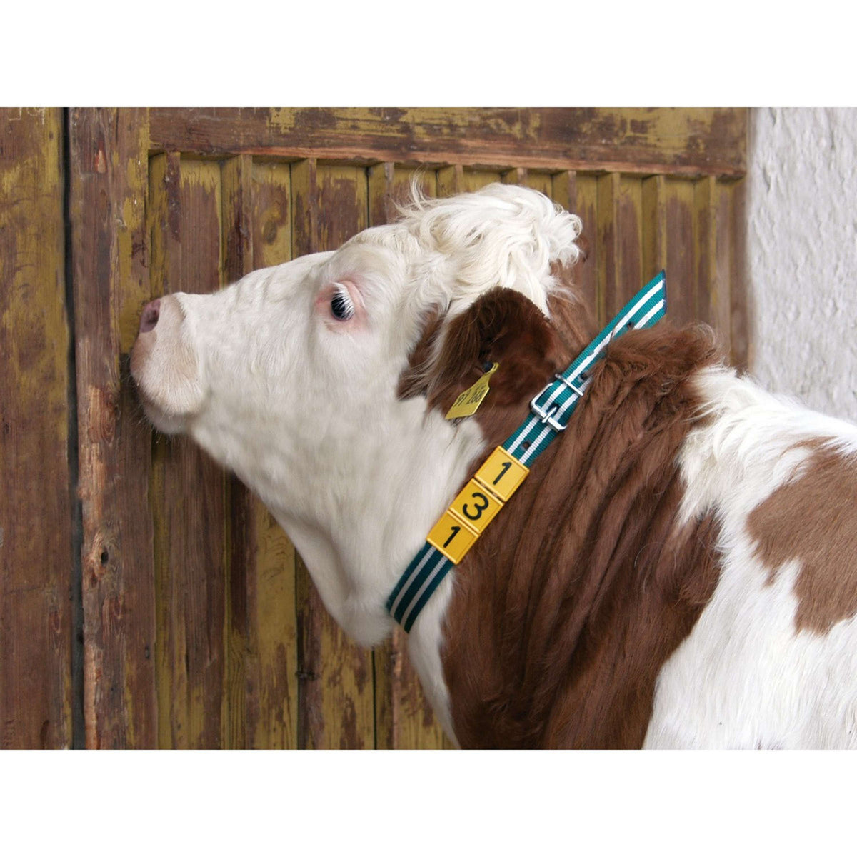 Kerbl Banda di Marcatura per Collo Verde/Bianco