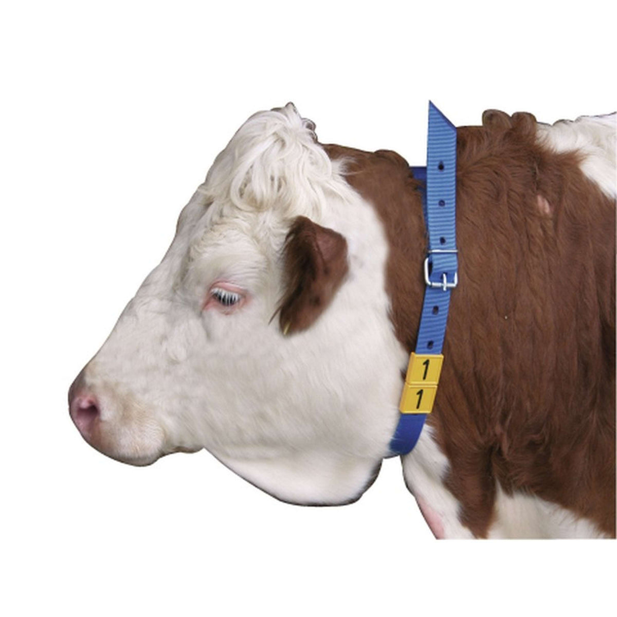 Kerbl Banda di Marcatura per Collo Blu