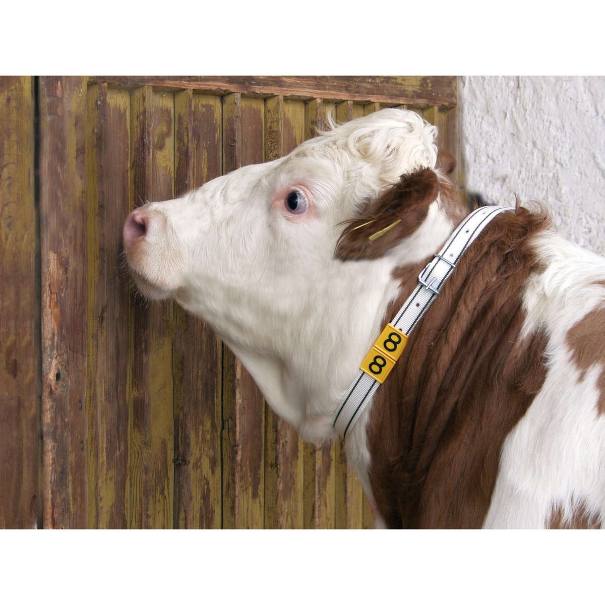 Kerbl Banda di Marcatura per Collo Bianco