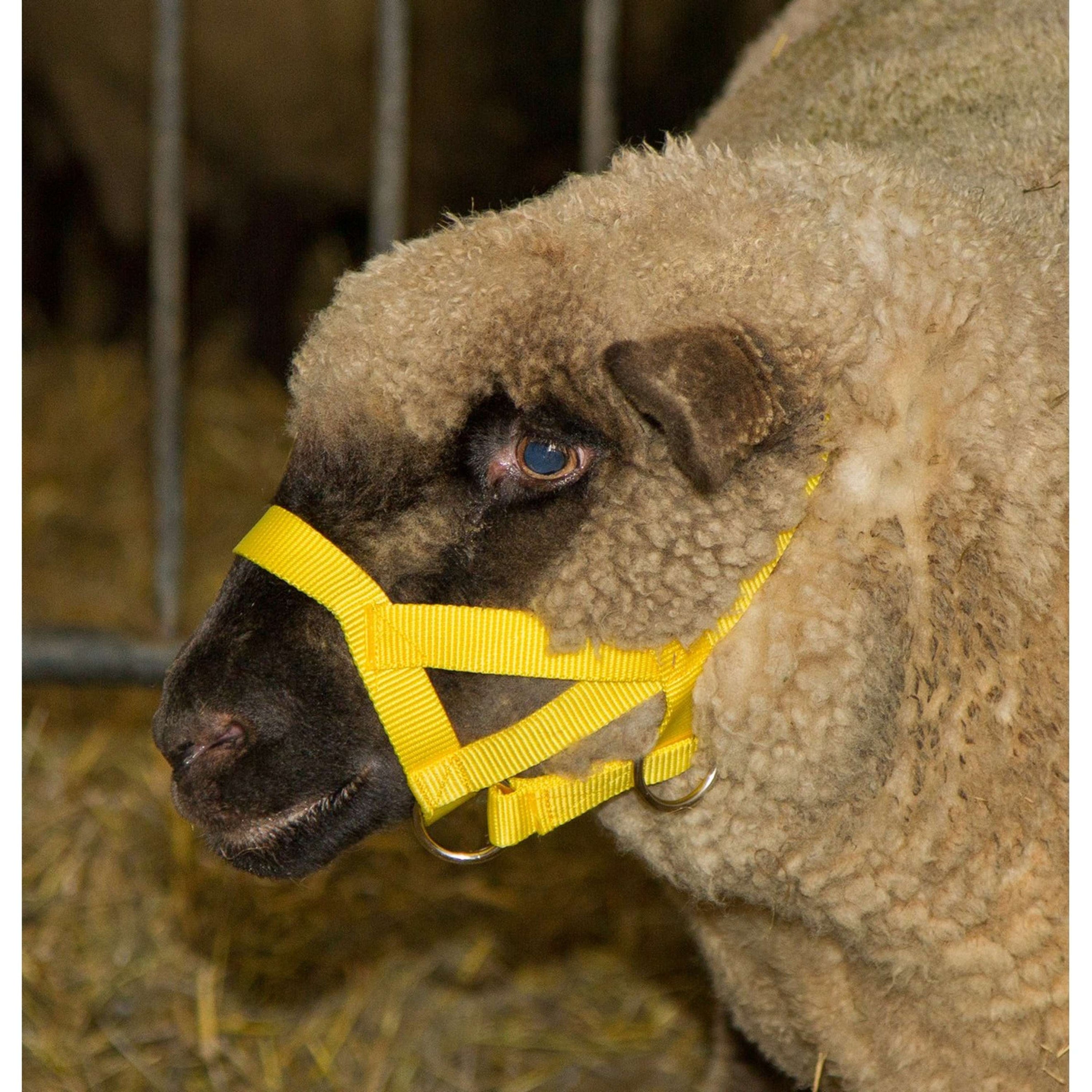 Kerbl Capezzina Giallo