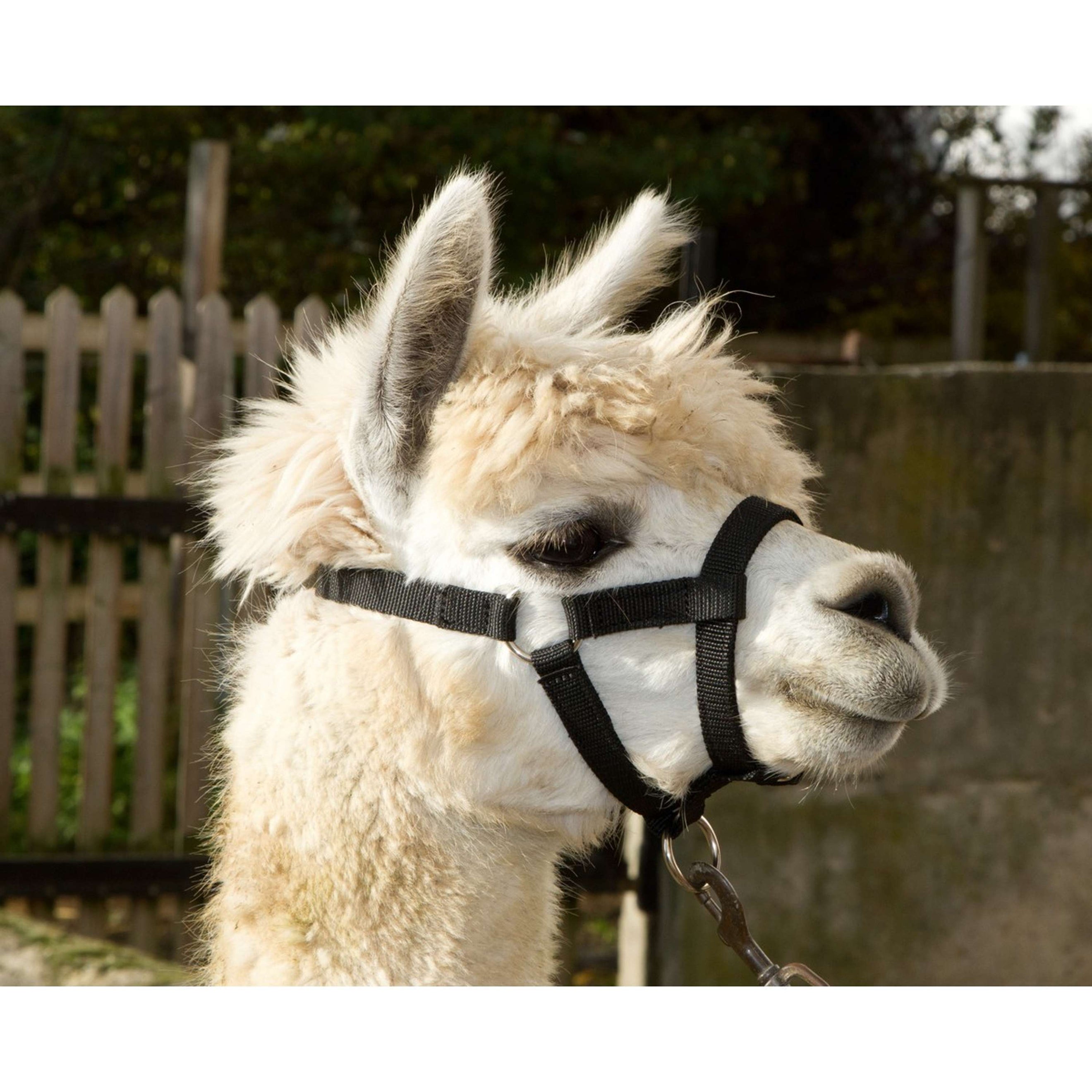 Kerbl Capezzina per Alpaca Nero