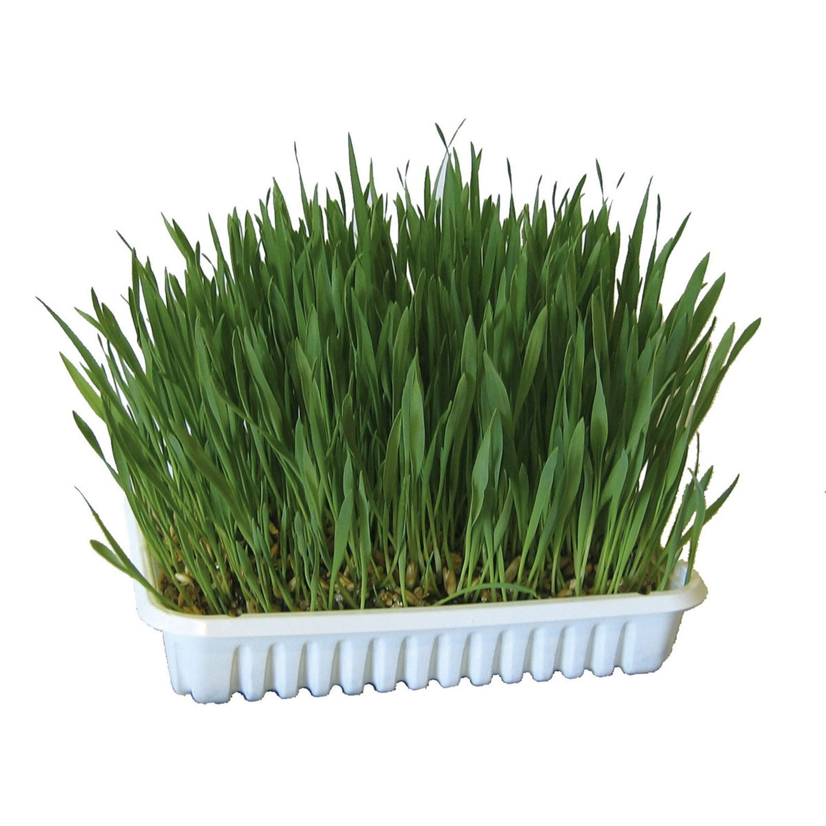 Kerbl Erba Gatta Verde