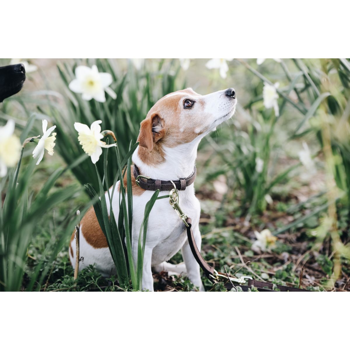 Kentucky Dogwear Collare Velvet Marrone