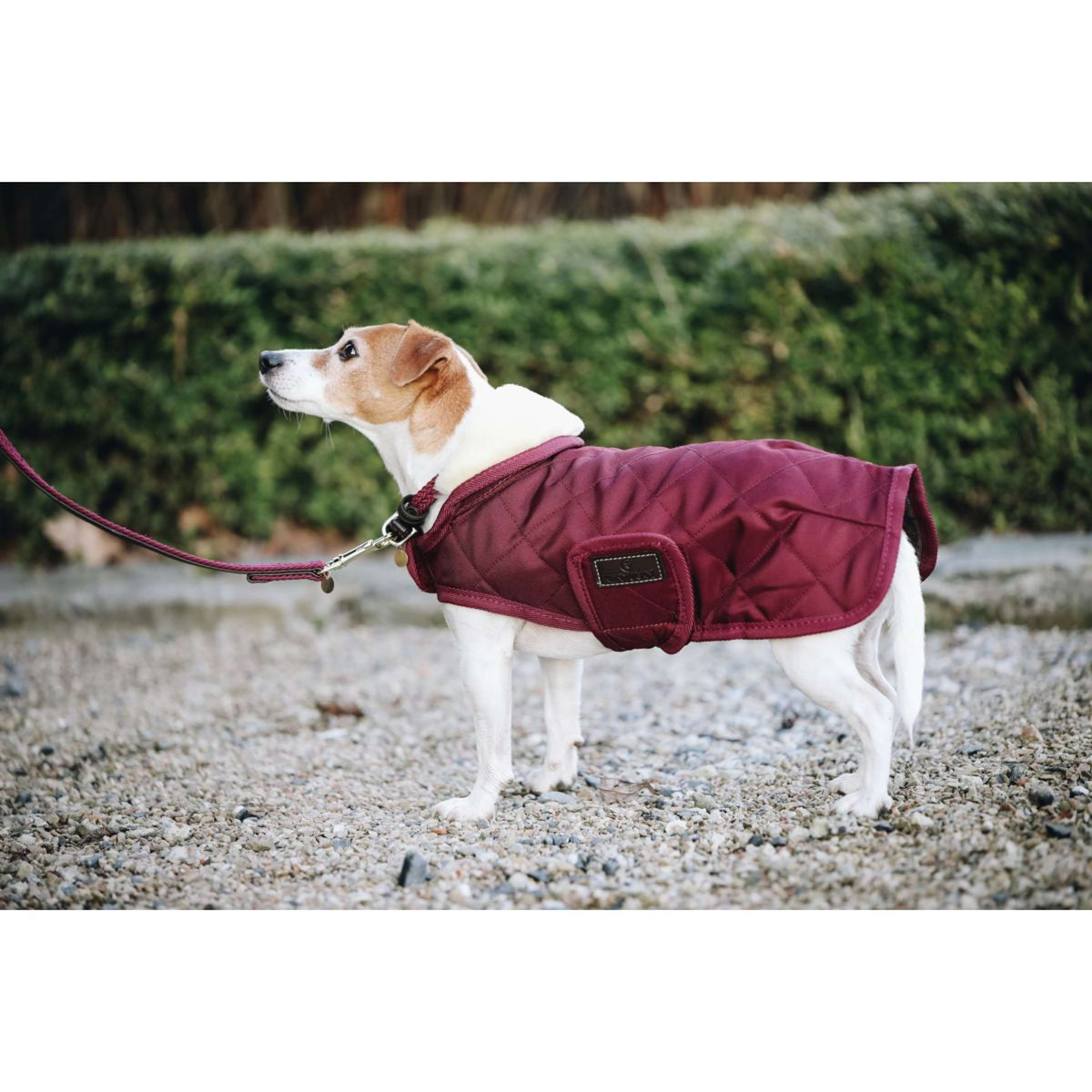 Kentucky Dogwear Dog Rug Bordeaux