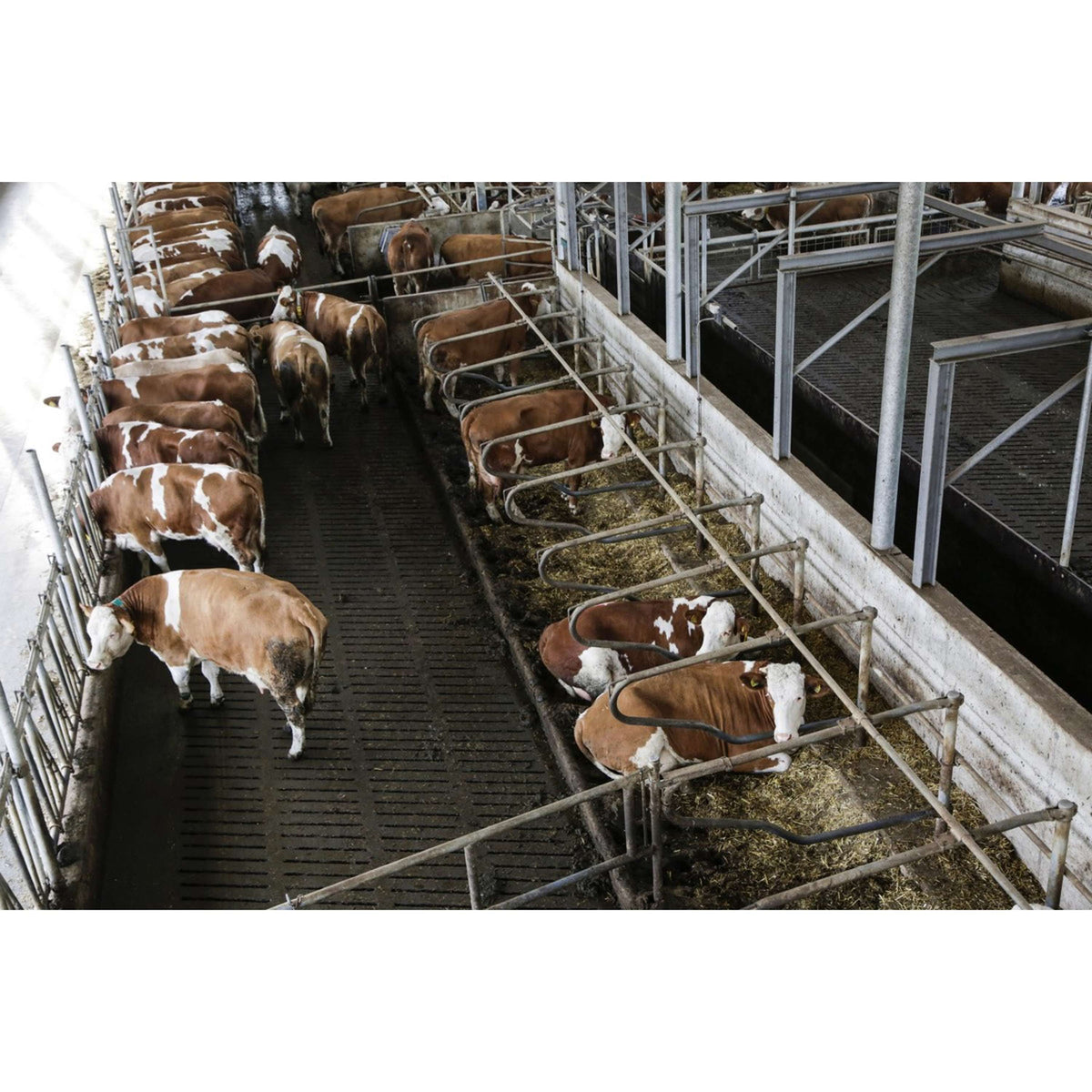 Kerbl Telecamera Internet Nero