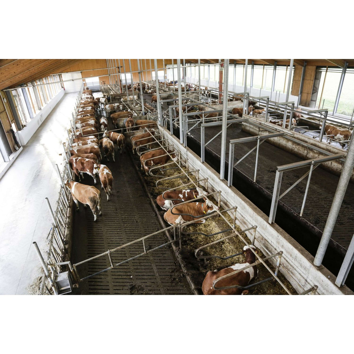 Kerbl Telecamera Internet Nero