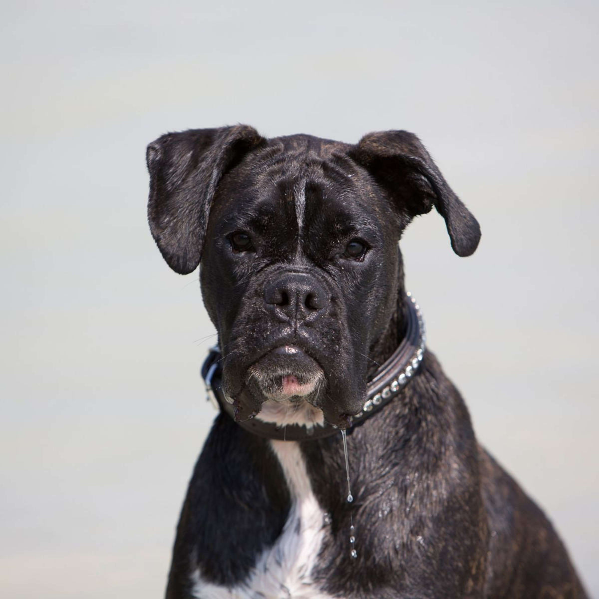 Kieffer Collare Nero con cristalli