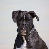 Kieffer Collare Nero con cristalli